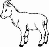 Goat Coloring Pages Goats Color Animals Print Printable Bleating sketch template