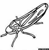 Leafhopper Coloring Insect Pages Designlooter 56kb 565px Drawings sketch template