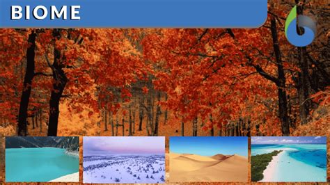 biome covers     earth  surface  earth images