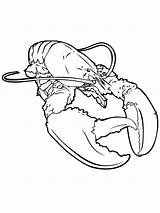 Lobster Kreeft Kleurplaat Aragosta Hummer Kreeften Kleurplaten Colorear Realista Lobsters Malvorlage Crostacei Animali Printmania Stemmen Stimmen Calendar sketch template