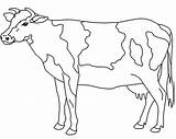 Cow Coloring Kids Netart sketch template