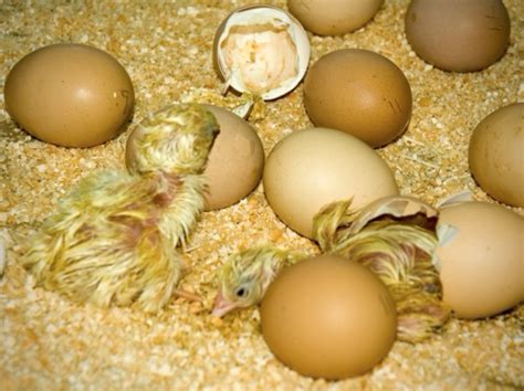 Comment Avoir Des Poussins Coq Incubation Poule Couveuse