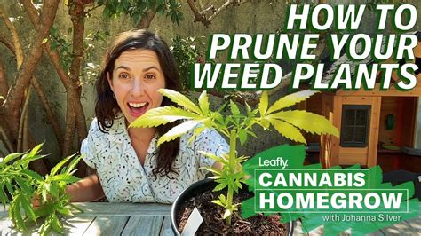 How To Prune Your Weed Plants Leafly Homegrow Series