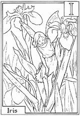 Iris Fairies Fee Coloriage Barker Cicely Adults Coloringtop Irises Imprimer sketch template