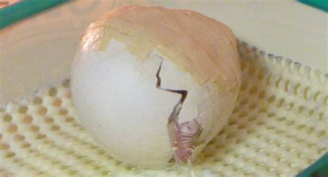 hatch day for new kākāpō chick conservation blog conservation blog