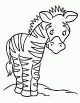 Zebras Zebre Ausmalen Colouring Ausmalbild Kresby Coloringpages Coloringhome Pinu Zdroj Azcoloring sketch template