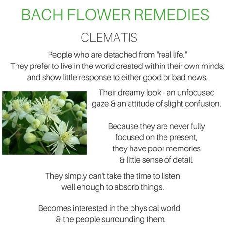 Clematis Bach Flower Remedies Flower Essences Remedies Flower Remedy