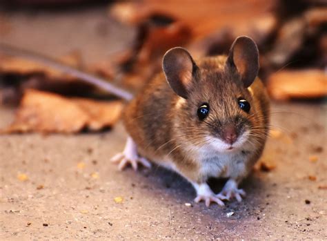 frequent questions  mice  wildlife