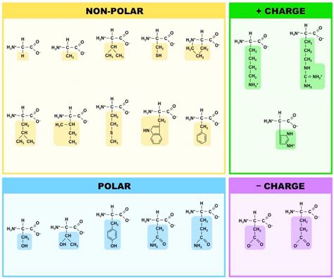 common amino acids    info diagram quizlet