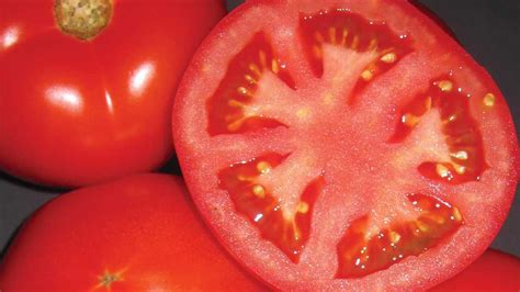 5 Juicy Tomatoes Florida Growers Should Consider Growing Produce