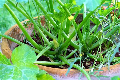 grow zucchini  containers  tips  huge harvests
