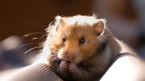 hamster das richtige zubehör für den kleinen nager bild