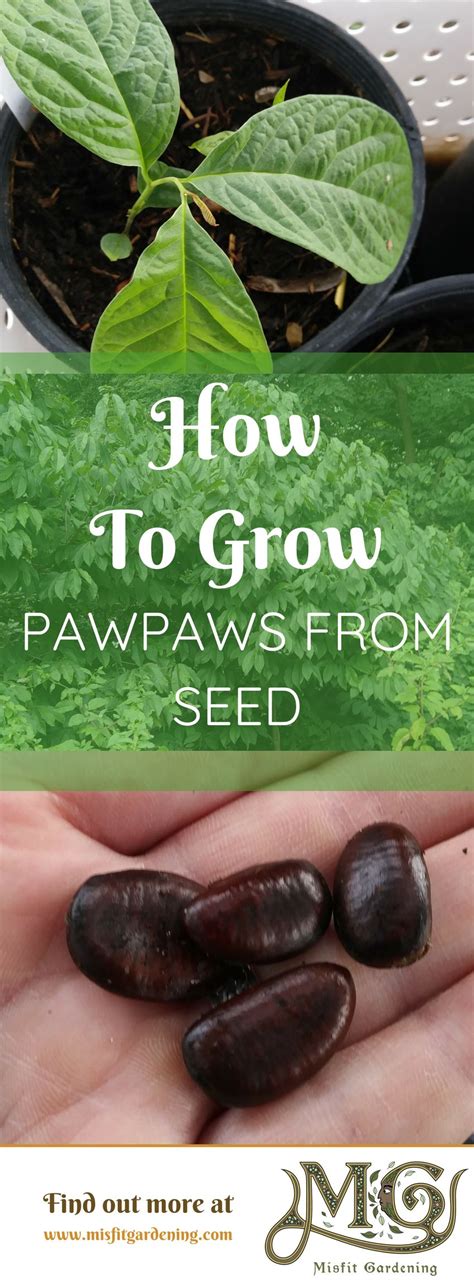 grow pawpaw trees  seed misfit gardening pawpaw tree