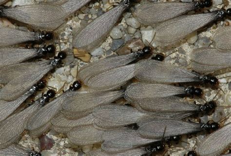 termites swarming in florida uf ifas pest alert
