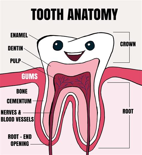 human anatomy clipart anatomy  teeth oral cavity labeled clipart images   finder