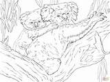 Koala Coloring Pages Joey Skip Main Printable sketch template