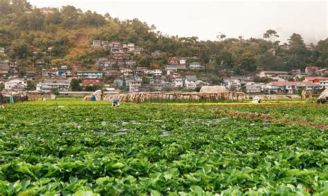 La Trinidad Strawberry Fields Destinations In Baguio Vacationhive