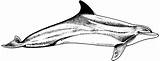 Dolphin Coloring Pages Dolphins Sleek sketch template