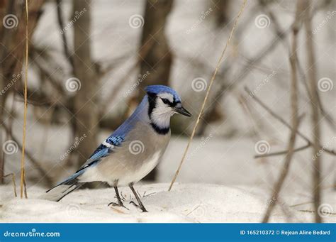 blue jay bird stock  blue jay bird perched blue jay birds winter season stock photo