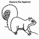Squirrel Eastern sketch template