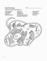 Biologist Biology Labeling Answer Most Exceptional Mitochondria Membrane Excel Divyajanani Paintingvalley Bubakids Golgi Coloringhome sketch template