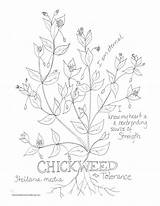 Chickweed sketch template