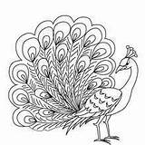 Pavo Paon Ausmalen Colorear Peafowl Pfau Roue Hellokids Aves Oiseau Aigle Oiseaux Hermoso Flamingo sketch template