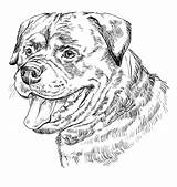 Rottweiler Vectorhand Monochrome Isolated Rottweilers Rottie Alps Settled Romans Swiss Came Guardianrottweilers sketch template
