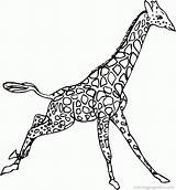 Giraffe Girafe Girafa Jirafas Colorat Correndo Jirafa Kleurplaat Animale Kleurplaten P20 Ninos Saltando Planse Coloriages índice Floresta Malvorlage Girafas Primiiani sketch template