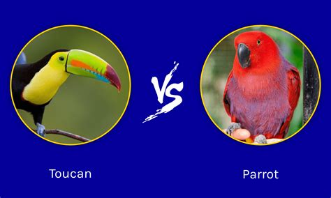 toucan  parrot    differences   animals