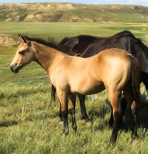 luna buckskin colt fleetwood farms quarter horses sale