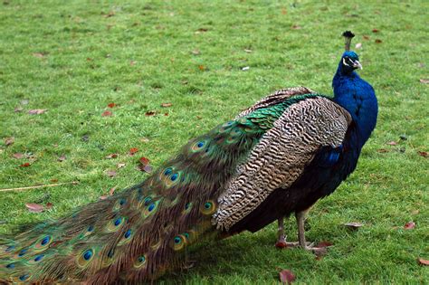 peacock  stock photo public domain pictures