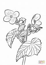 Begonia Colorear Dibujos Tuberous Begonias sketch template