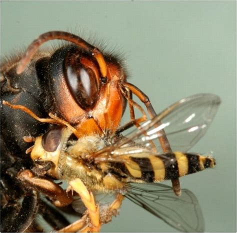 First Asian Hornet Of 2020 Captured On British Isles As Hunters Track