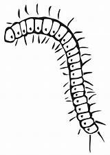 Centipede Coloring Pages sketch template