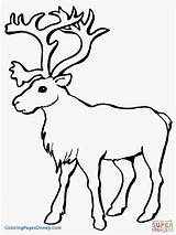 Yellowstone National Coloring Pages Park Getdrawings Caribou sketch template