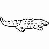 Coloring Crocodile Pages Alligator Surfnetkids Top Cordial sketch template