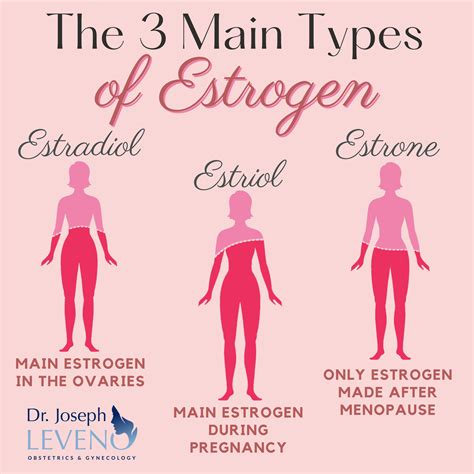 main types  estrogen hormone dr joseph leveno