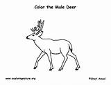 Deer Coloring Mule Pages Printing Popular Exploringnature sketch template