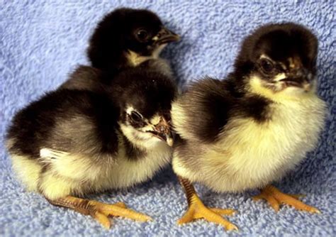 Black Rosecomb Bantam Chickens For Sale Cackle Hatchery