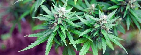 berry white cannabis strain review industrial hemp farms
