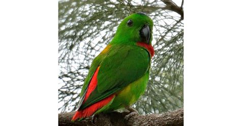 small parrot species  blue crowned hanging parrot  pets dialogue