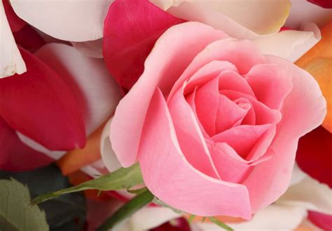 terpopuler  gambar wallpaper bunga mawar pink galeri bunga hd