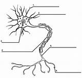 Neuron Nerve Neurons Labeling Nervioso Nervous Unlabeled Quizlet Axon Physiology Biologia Grado Biología Profesor Sexto Humana Neuronas Anatomía Printablecolouringpages Dissection sketch template