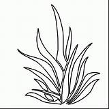 Coloring Plants Pages Seaweed Grass Drawing Plant Coral Printable Sea Color Outlines Kelp Underwater Sheet Pencil Colouring Malvorlagen Getdrawings Seagrass sketch template
