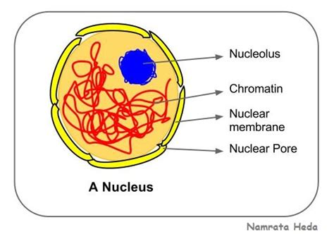 biology nucleus brain   cell