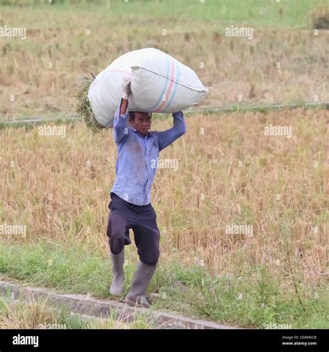 agriculture carrying sack  res stock photography  images alamy