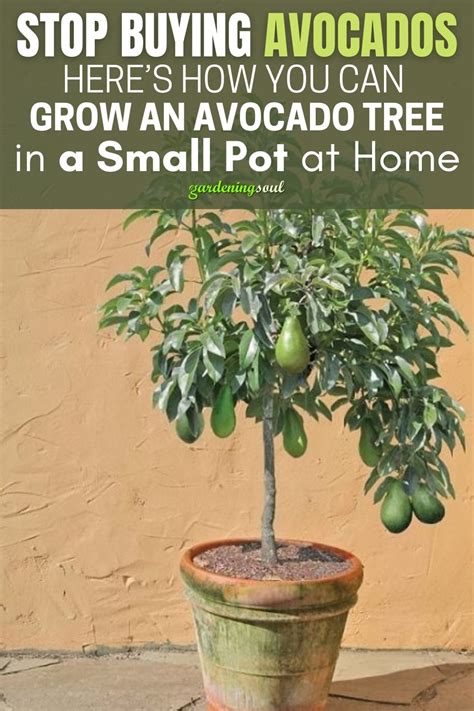 Stop Buying Avocados Heres How You Can Grow An Avocado Tree In A