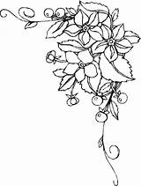 Blumen Ranken Kostenlos Malvorlagen Besten sketch template
