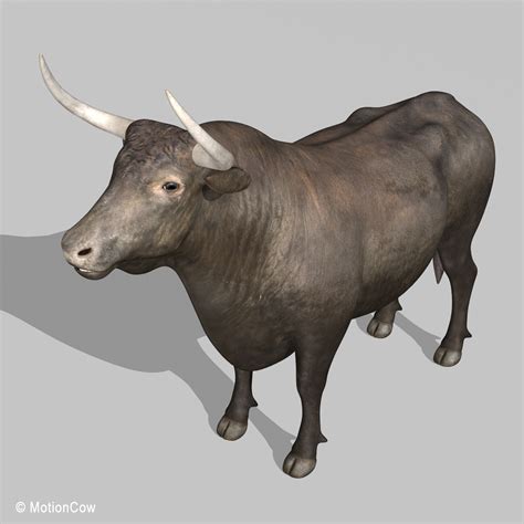 bull motioncow